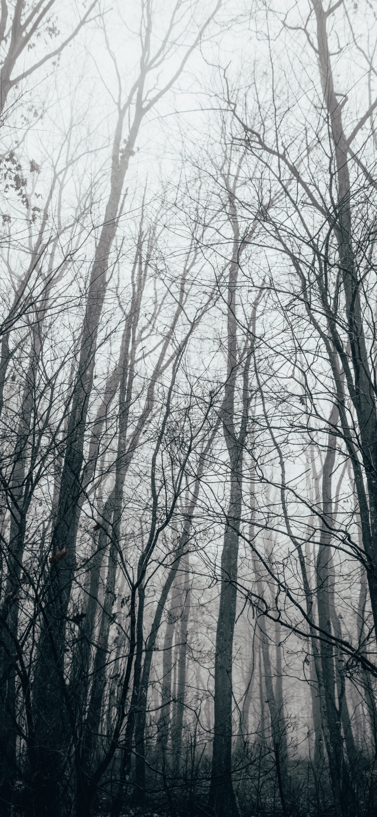 Forest, Tree, Nature, Natural Landscape, Natural Environment. Wallpaper in 1242x2688 Resolution