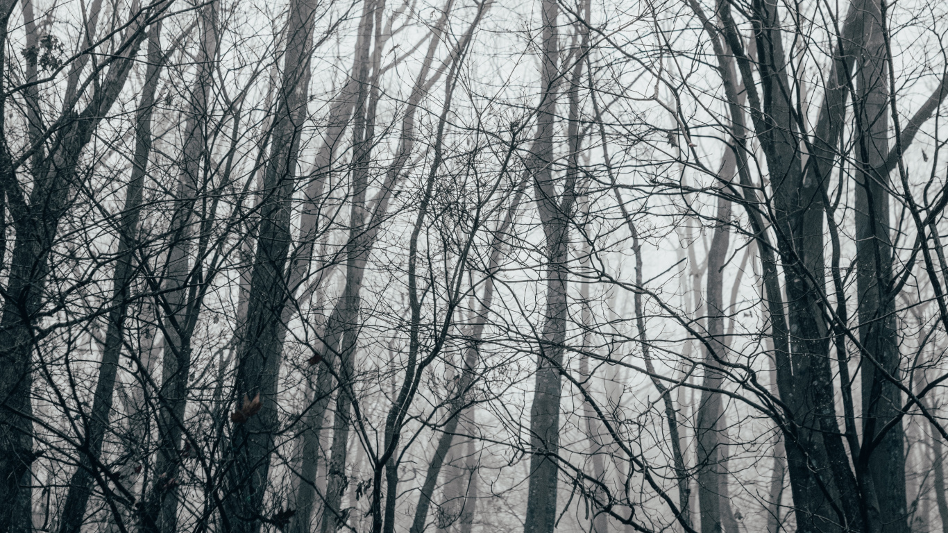 Forêt, Nature, Paysage Naturel, Environnement Naturel, Woodland. Wallpaper in 1366x768 Resolution