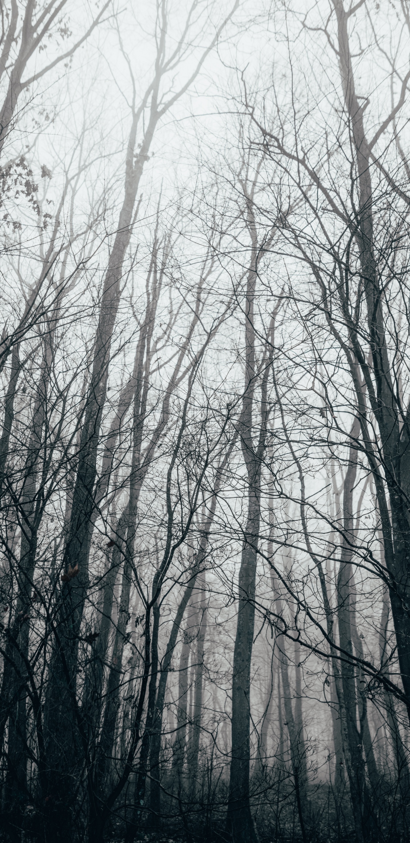 Forêt, Nature, Paysage Naturel, Environnement Naturel, Woodland. Wallpaper in 1440x2960 Resolution