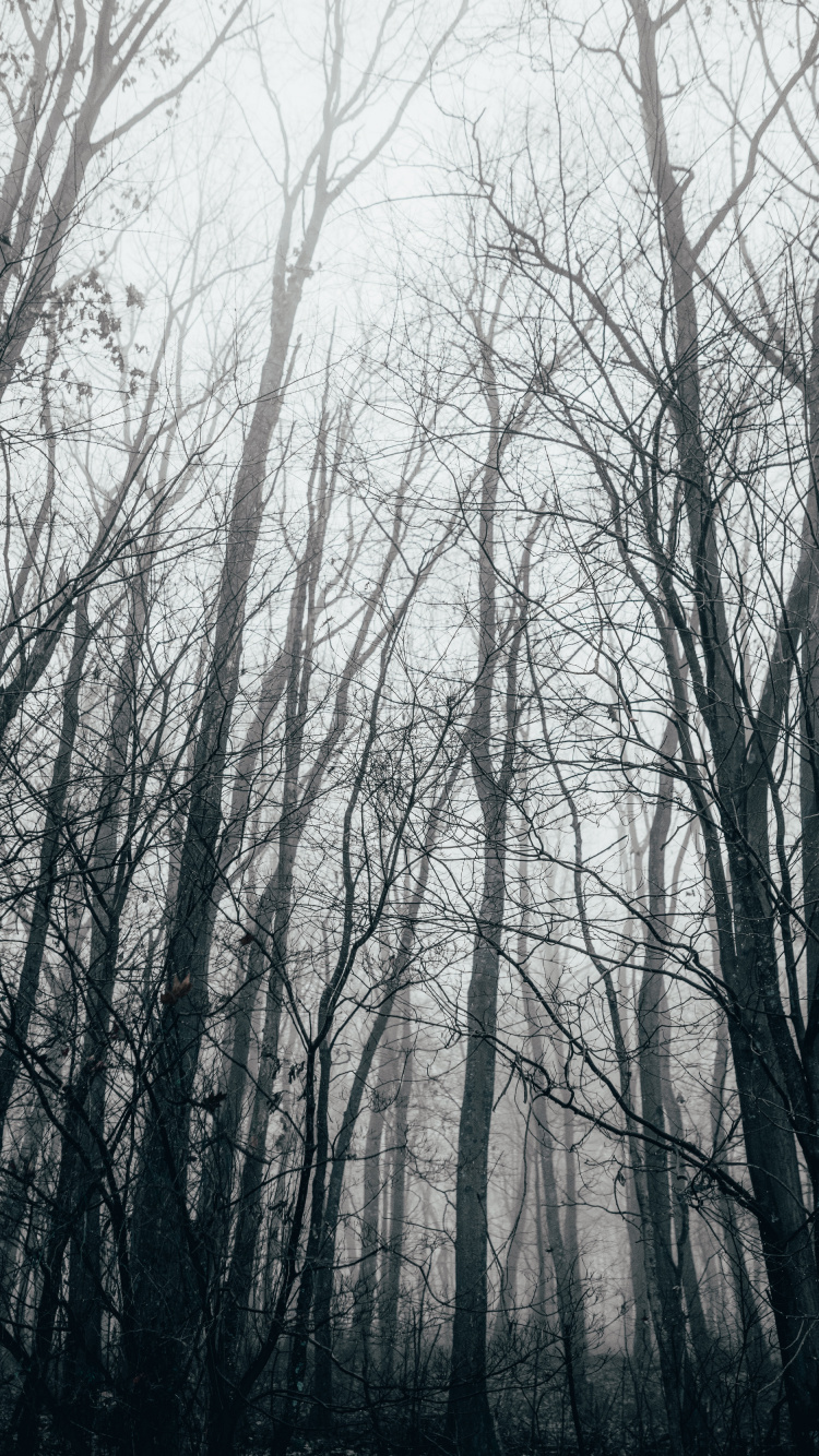 Wald, Baum, Natur, Naturlandschaft, Natürlichen Umgebung. Wallpaper in 750x1334 Resolution