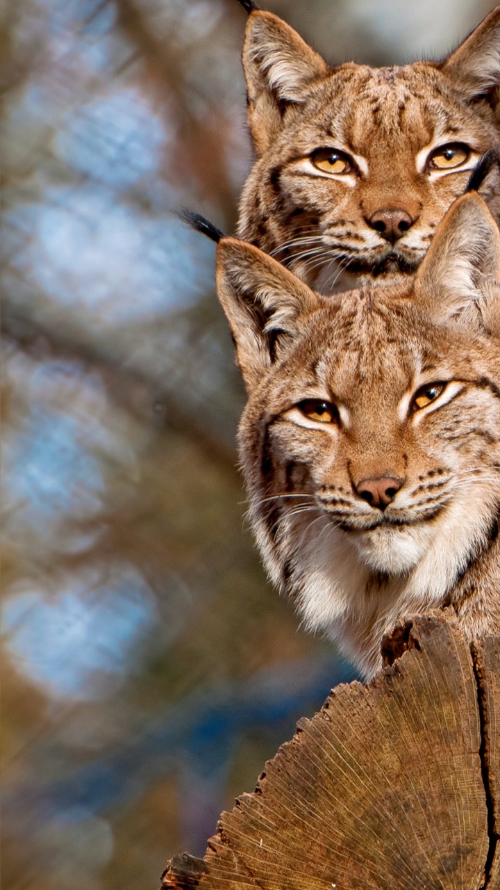 Braun-weiße Katze Auf Braunem Baumstamm. Wallpaper in 720x1280 Resolution