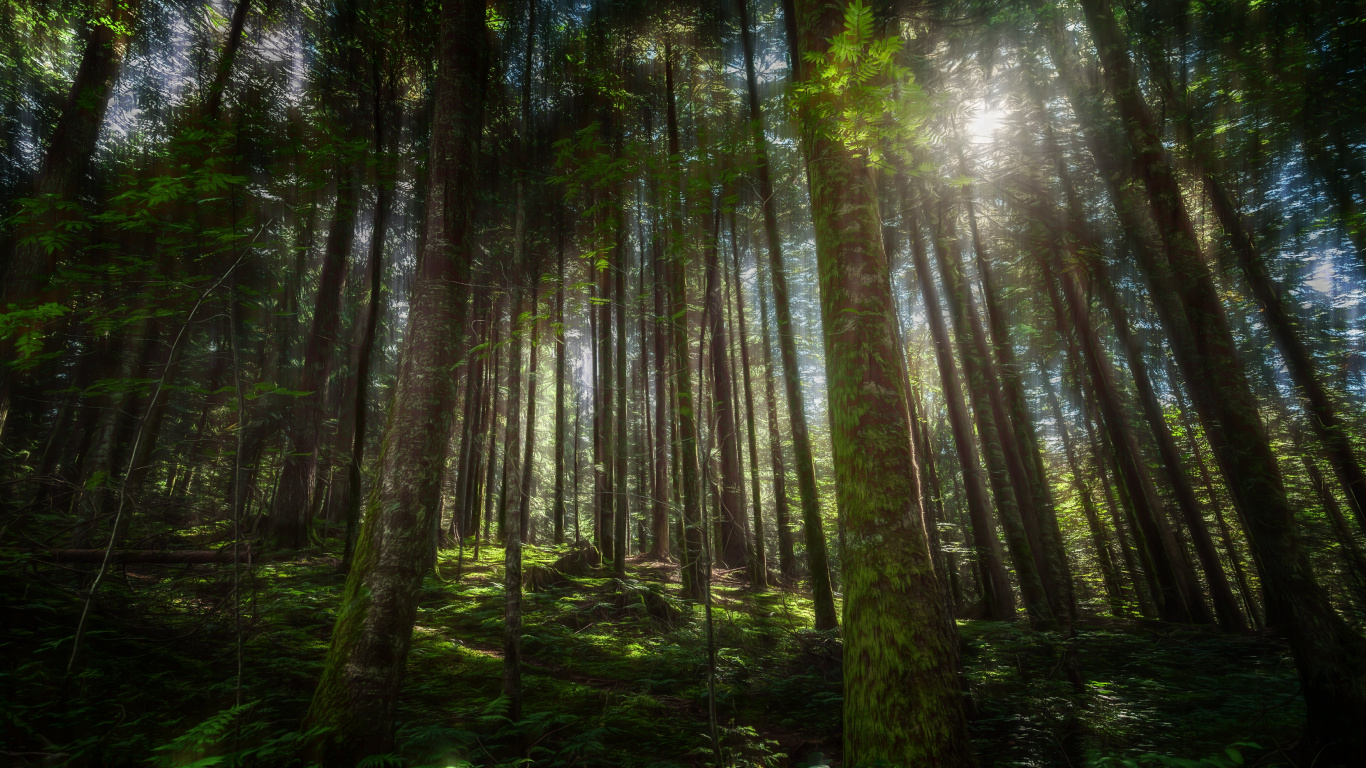 Grüne Bäume im Wald Tagsüber In. Wallpaper in 1366x768 Resolution