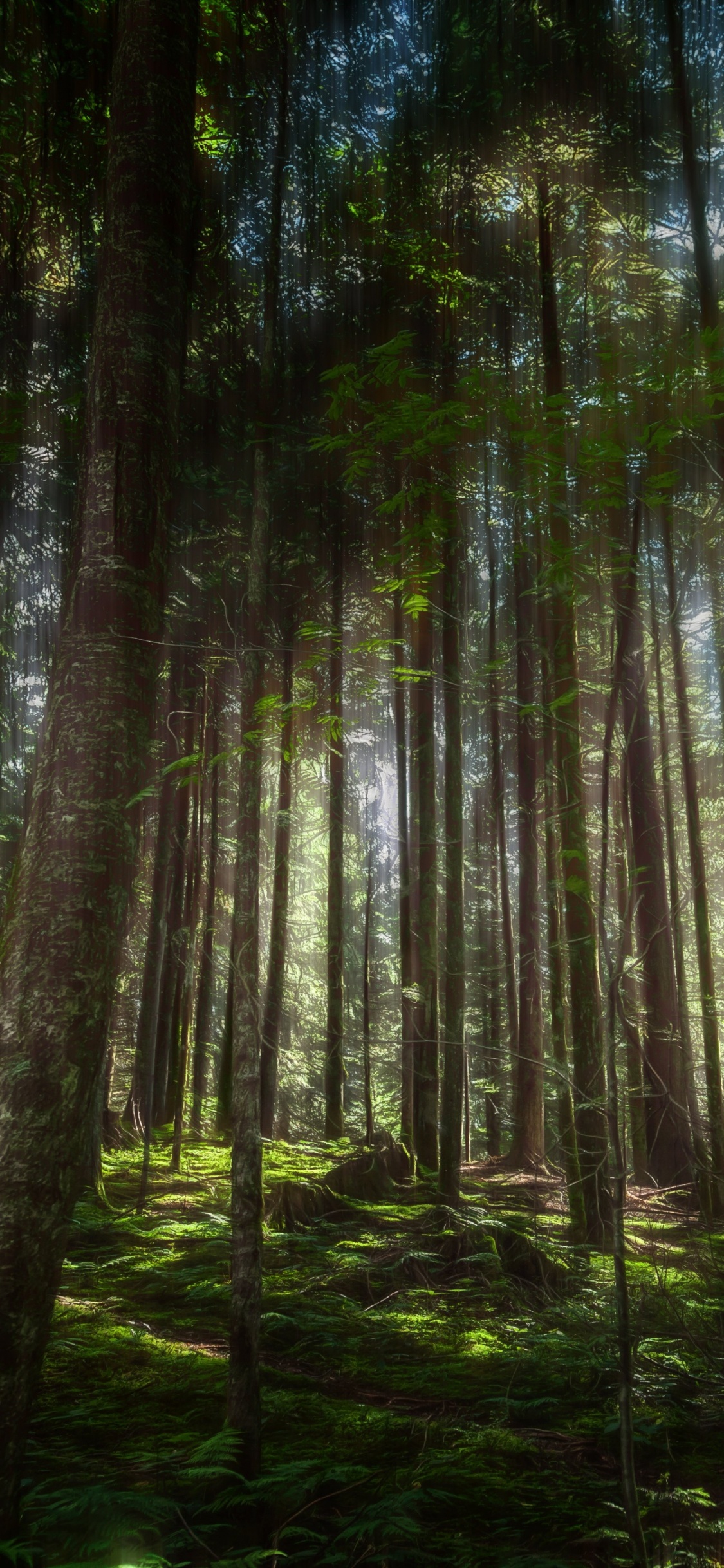 Árboles Verdes en el Bosque Durante el Día. Wallpaper in 1125x2436 Resolution
