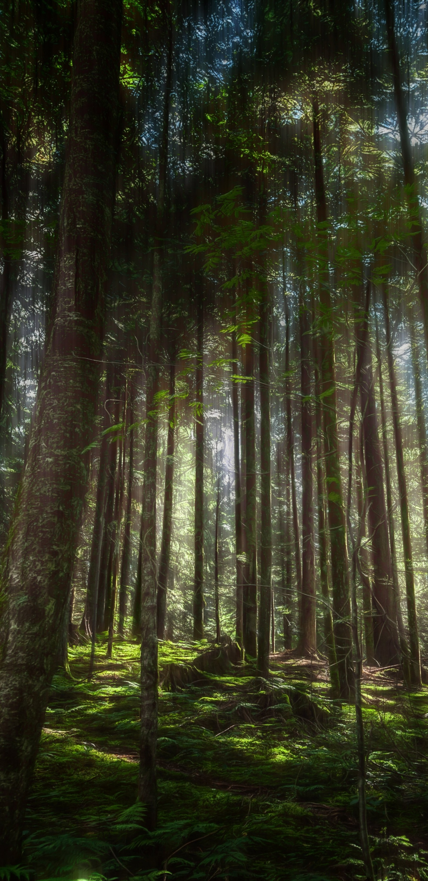 Green Trees in Forest During Daytime. Wallpaper in 1440x2960 Resolution
