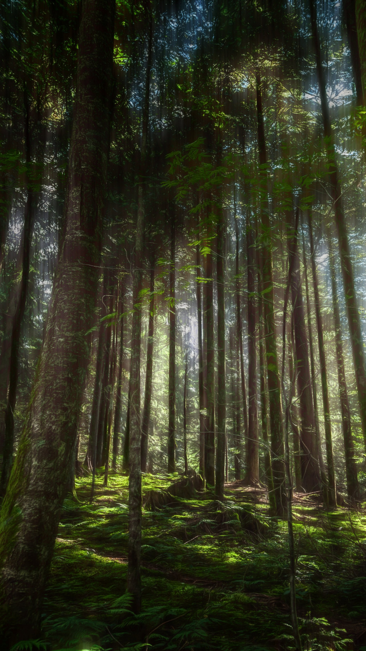 Green Trees in Forest During Daytime. Wallpaper in 750x1334 Resolution