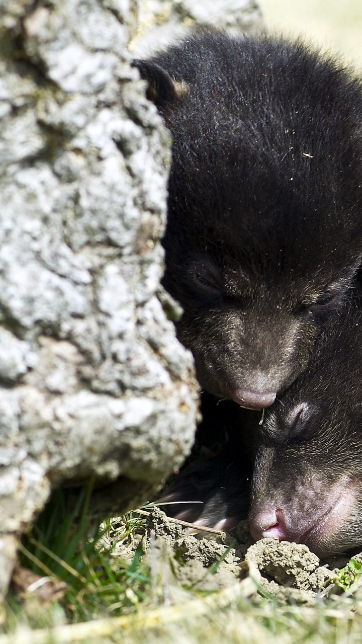 Schwarzbär, Der Tagsüber Auf Grünem Gras Liegt. Wallpaper in 720x1280 Resolution