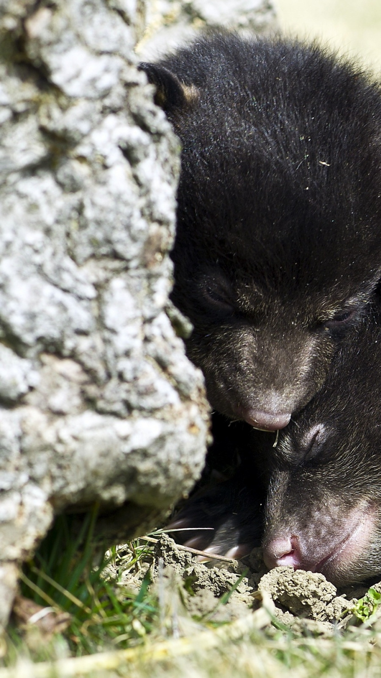 Schwarzbär, Der Tagsüber Auf Grünem Gras Liegt. Wallpaper in 750x1334 Resolution