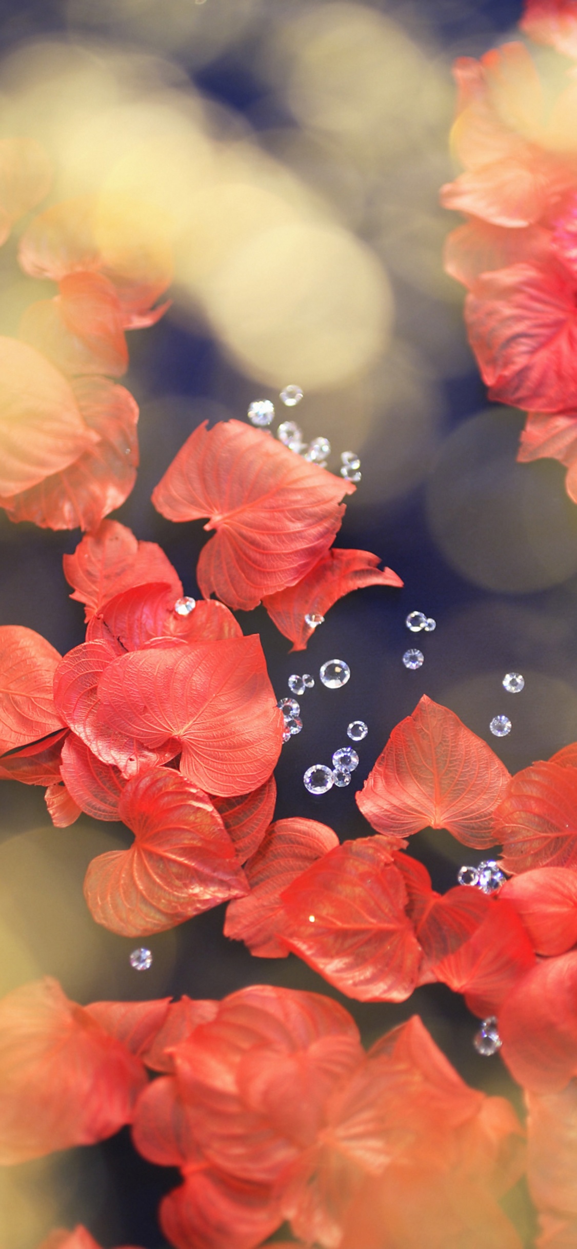 Black Butterfly on Red Flower. Wallpaper in 1125x2436 Resolution