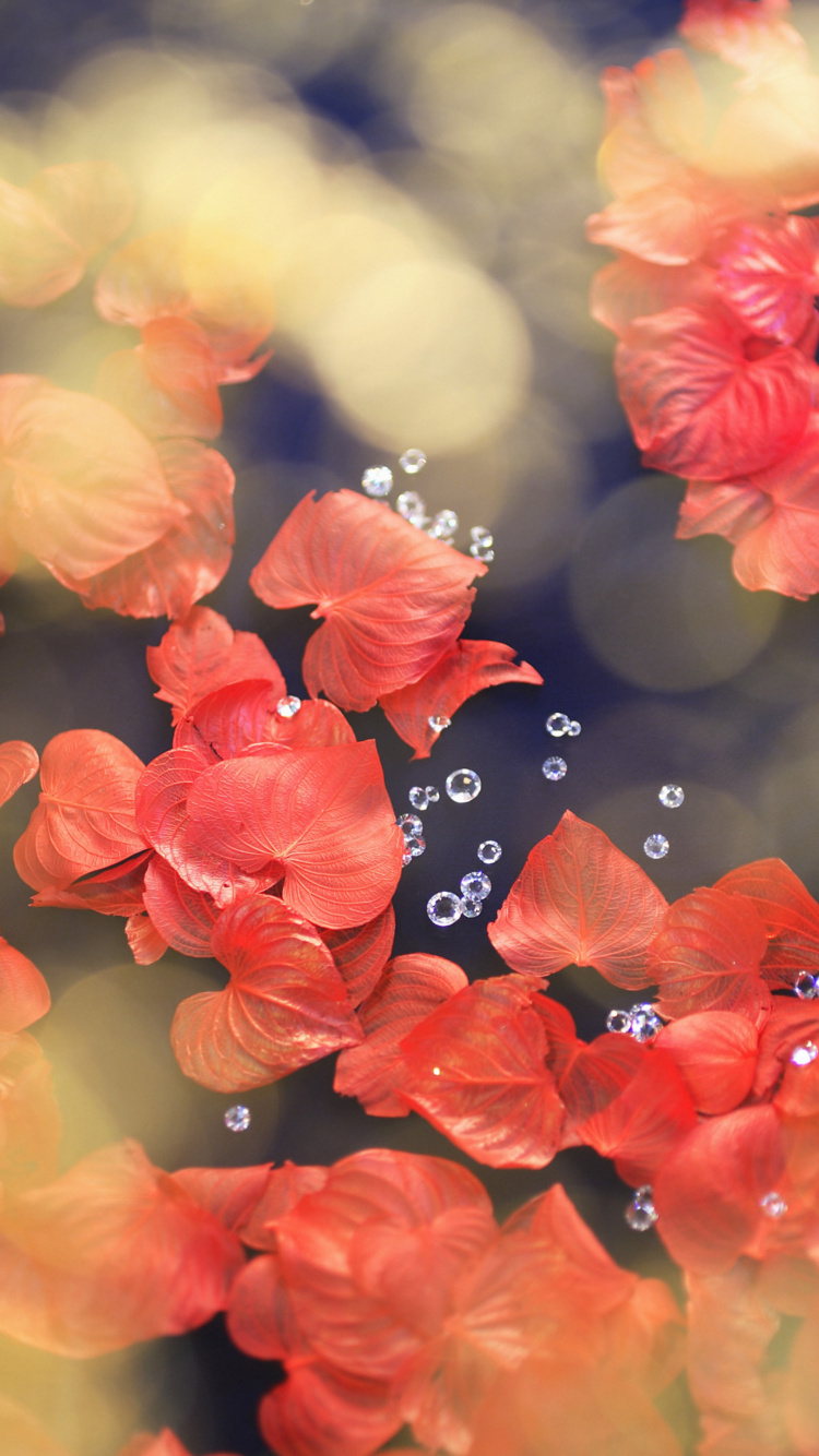 Black Butterfly on Red Flower. Wallpaper in 750x1334 Resolution