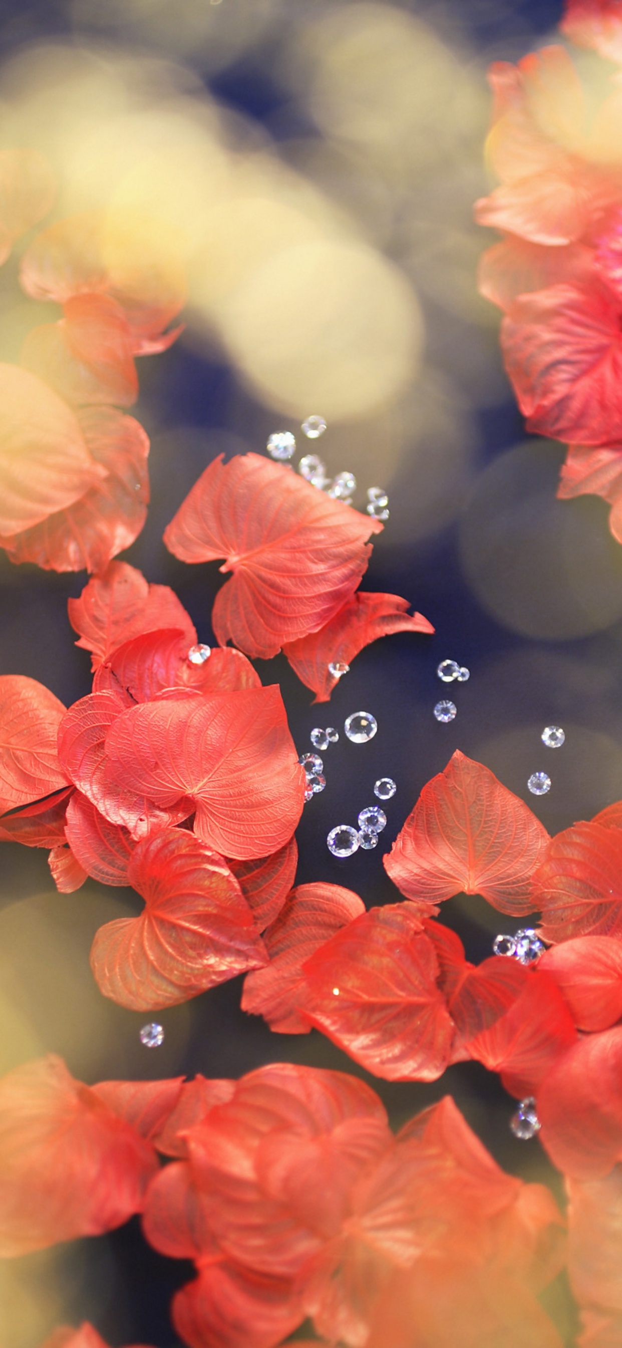 Mariposa Negra Sobre Flor Roja. Wallpaper in 1242x2688 Resolution