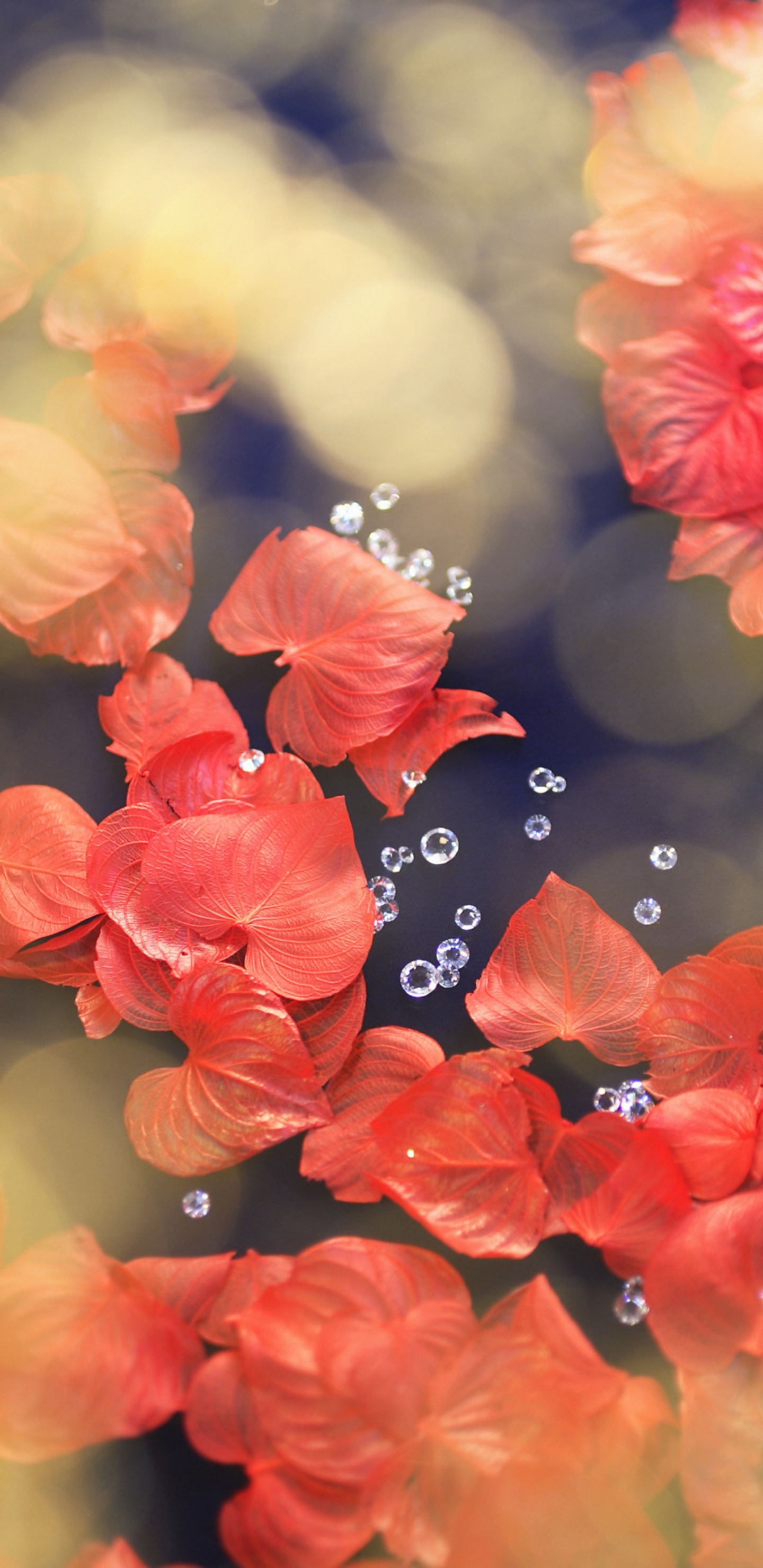 Mariposa Negra Sobre Flor Roja. Wallpaper in 1440x2960 Resolution