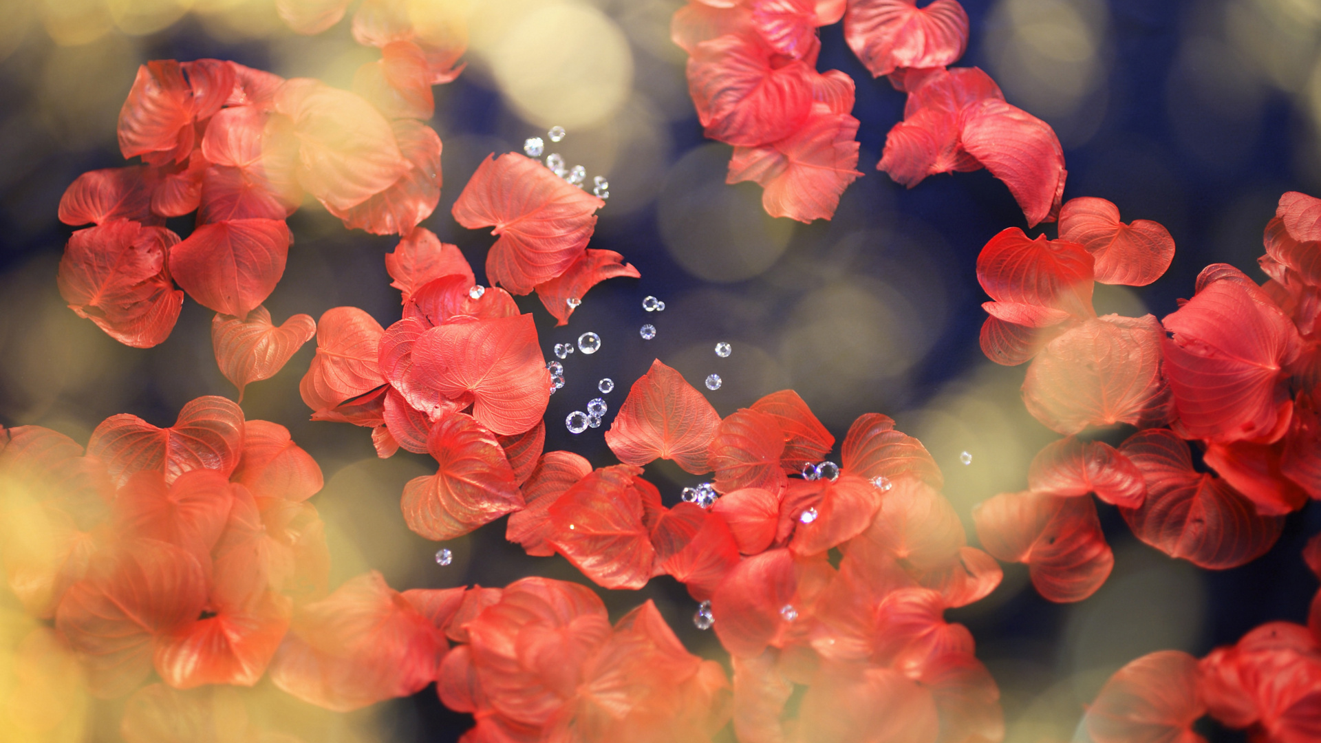 Papillon Noir Sur Fleur Rouge. Wallpaper in 1920x1080 Resolution