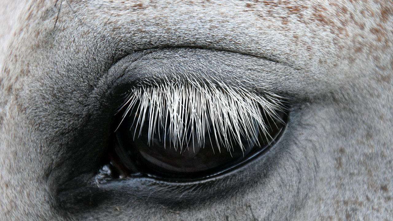 White and Brown Animal Eye. Wallpaper in 1280x720 Resolution