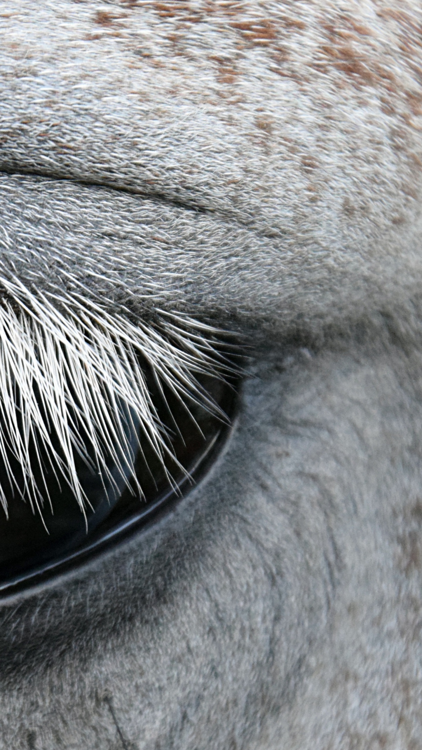 White and Brown Animal Eye. Wallpaper in 1440x2560 Resolution