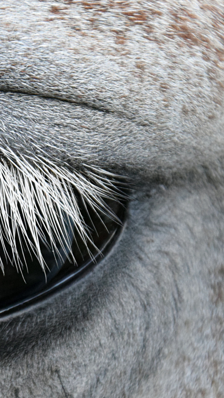 White and Brown Animal Eye. Wallpaper in 750x1334 Resolution