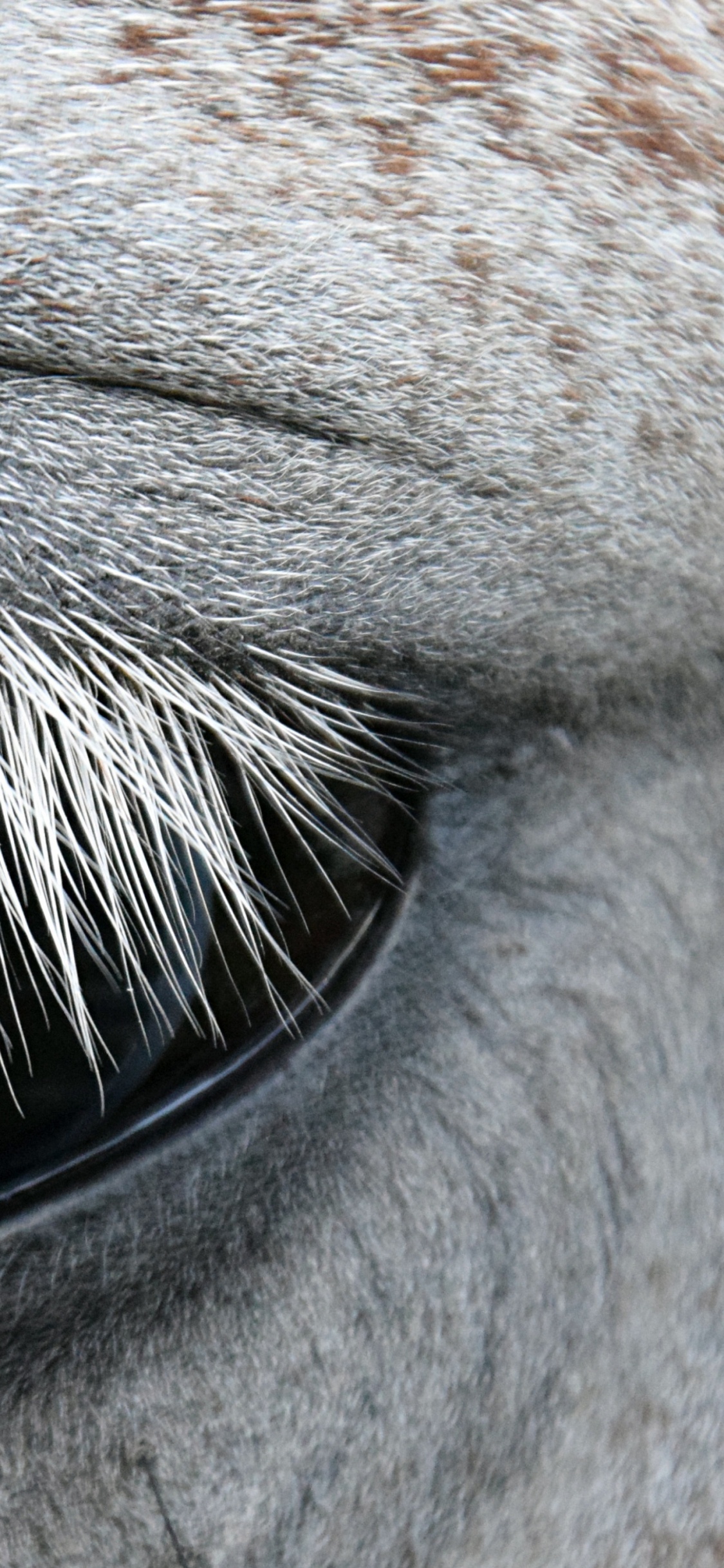 Ojo de Animal Blanco y Marrón. Wallpaper in 1125x2436 Resolution