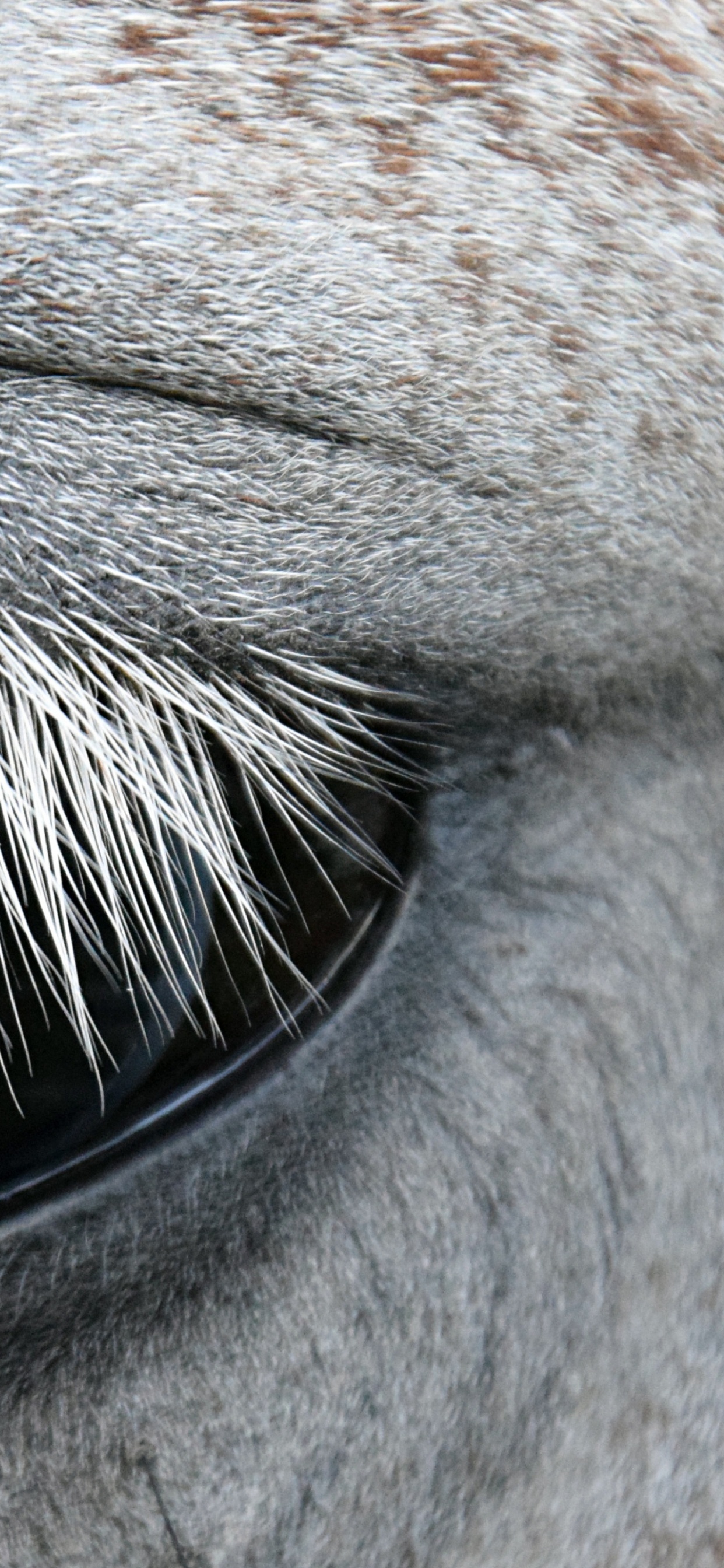 Ojo de Animal Blanco y Marrón. Wallpaper in 1242x2688 Resolution