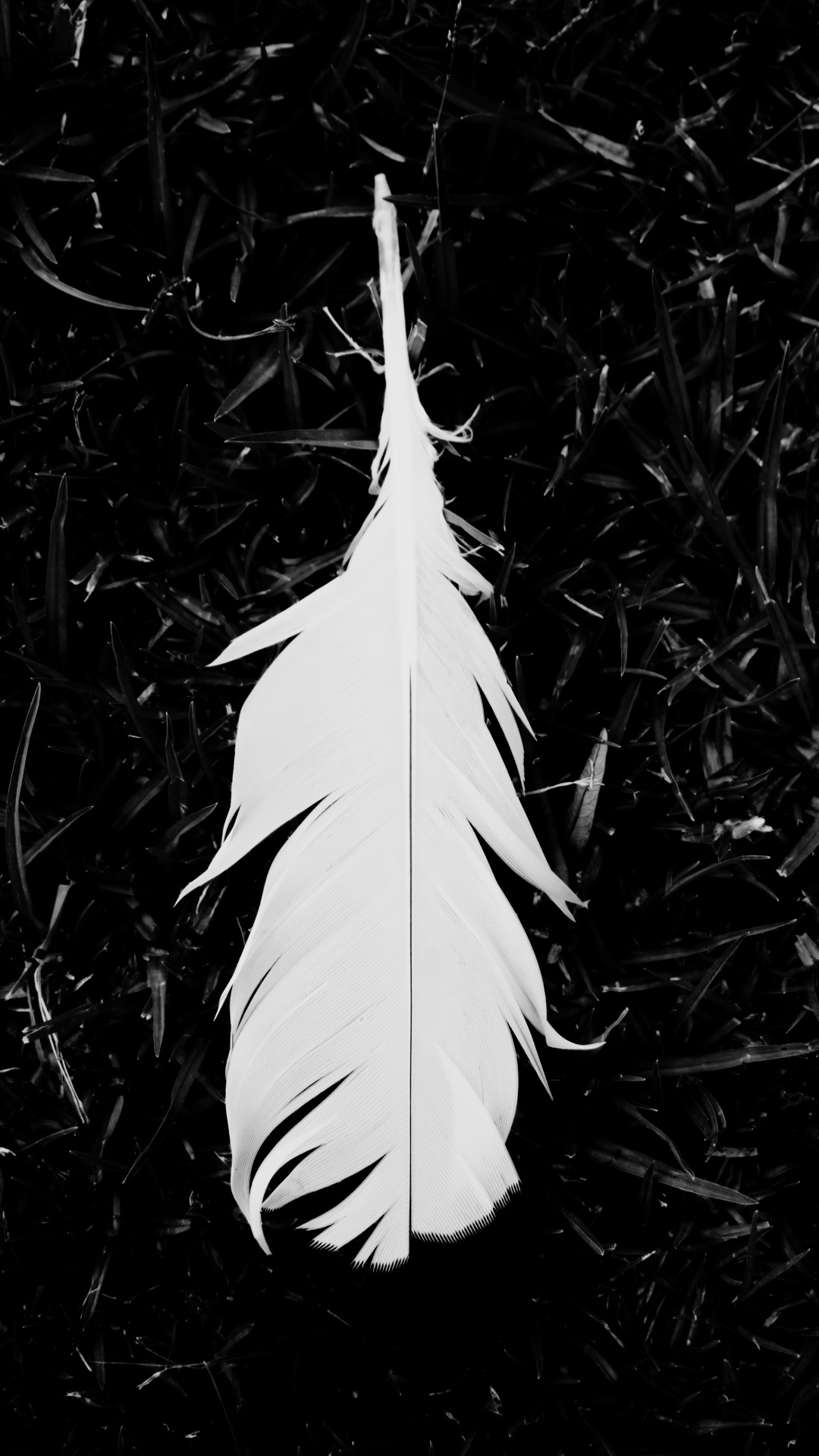 Pluma Blanca Sobre la Hierba Verde. Wallpaper in 1080x1920 Resolution