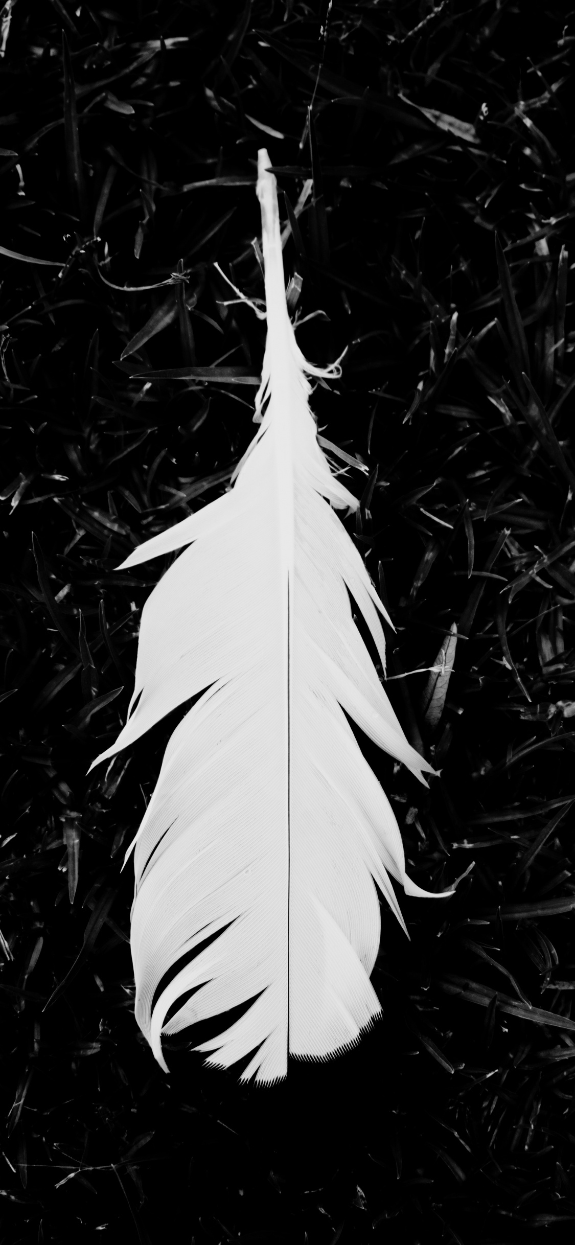 Pluma Blanca Sobre la Hierba Verde. Wallpaper in 1125x2436 Resolution