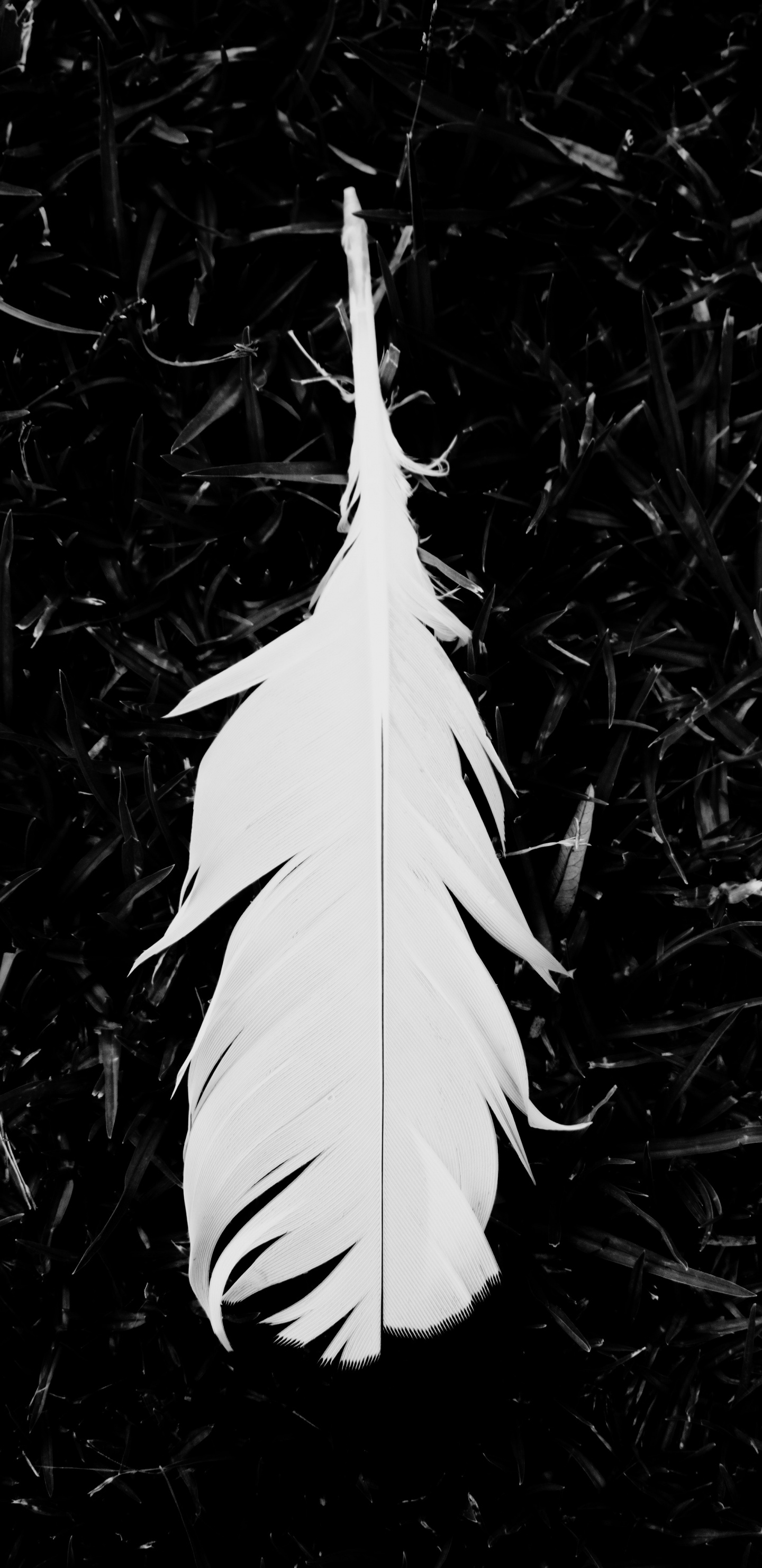 White Feather on Green Grass. Wallpaper in 1440x2960 Resolution