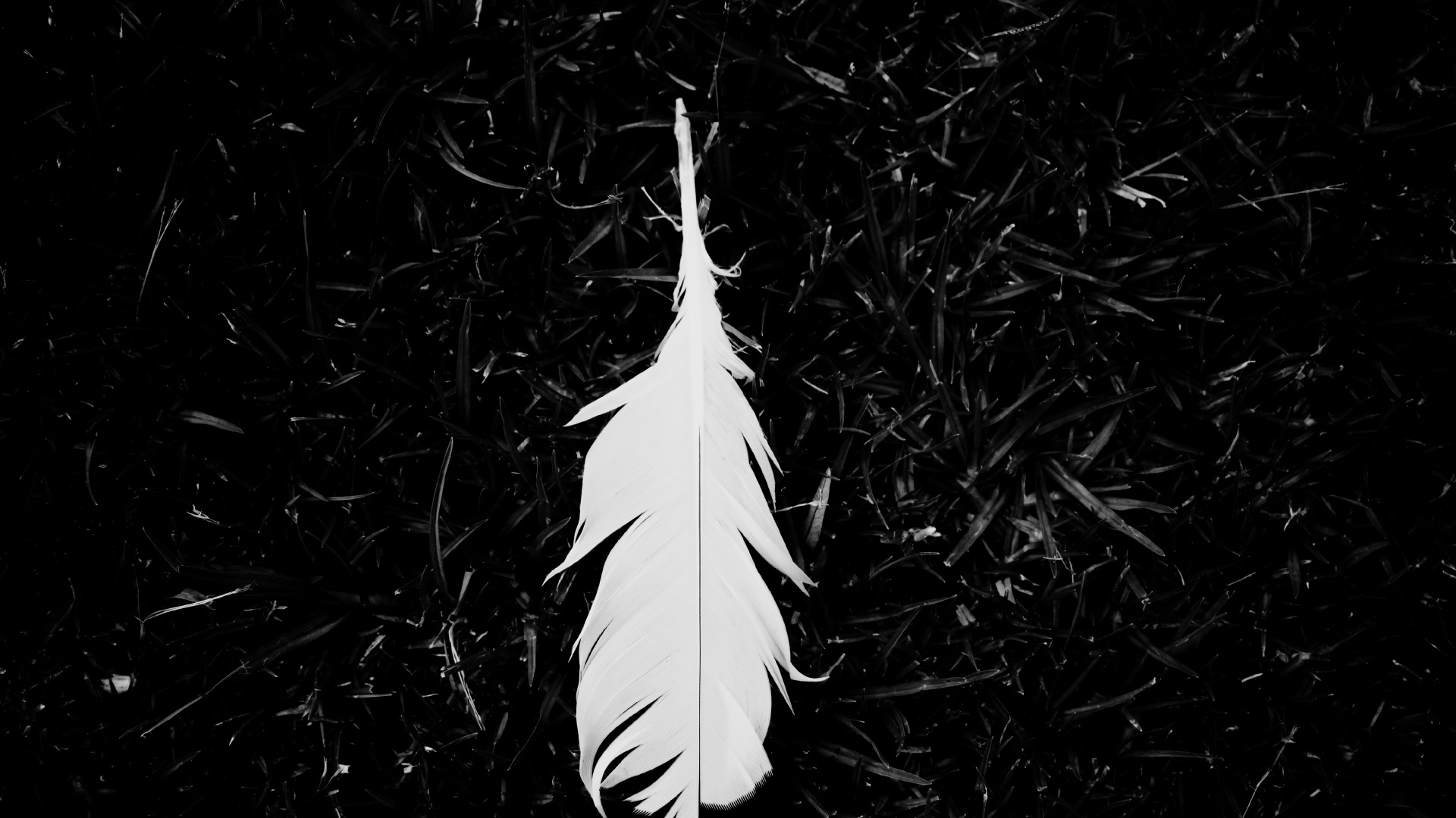 White Feather on Green Grass. Wallpaper in 1920x1080 Resolution