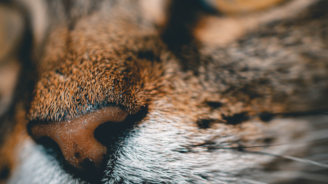 Gato Atigrado Marrón en Fotografía de Cerca. Wallpaper in 1366x768 Resolution