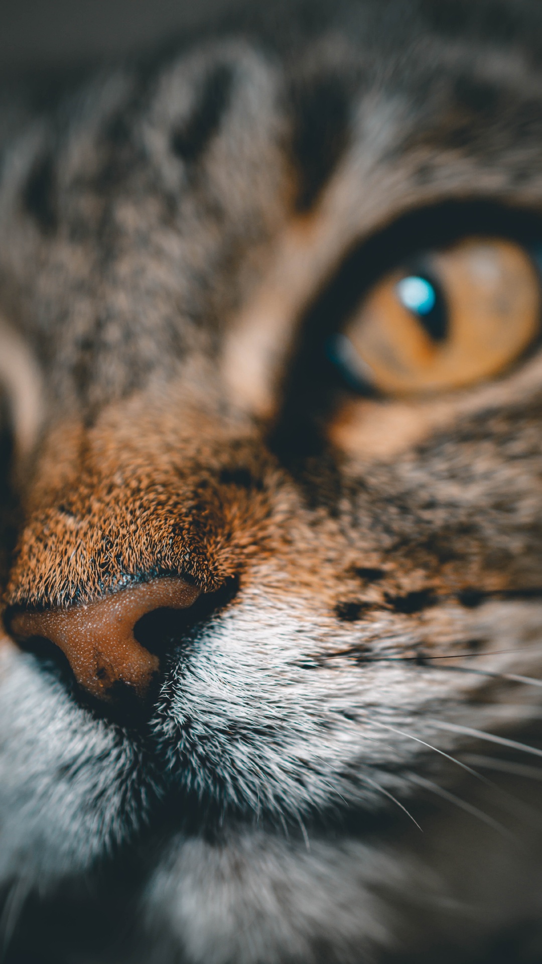 Braune Tabby-Katze in Nahaufnahme. Wallpaper in 1080x1920 Resolution