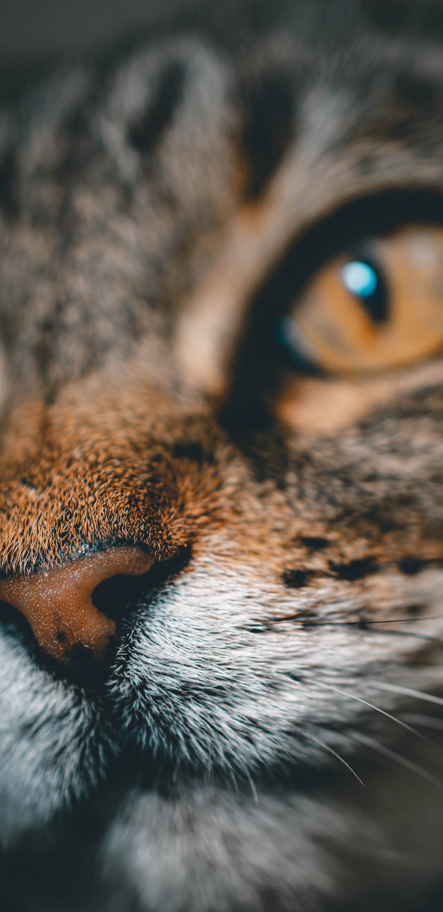 Braune Tabby-Katze in Nahaufnahme. Wallpaper in 1440x2960 Resolution