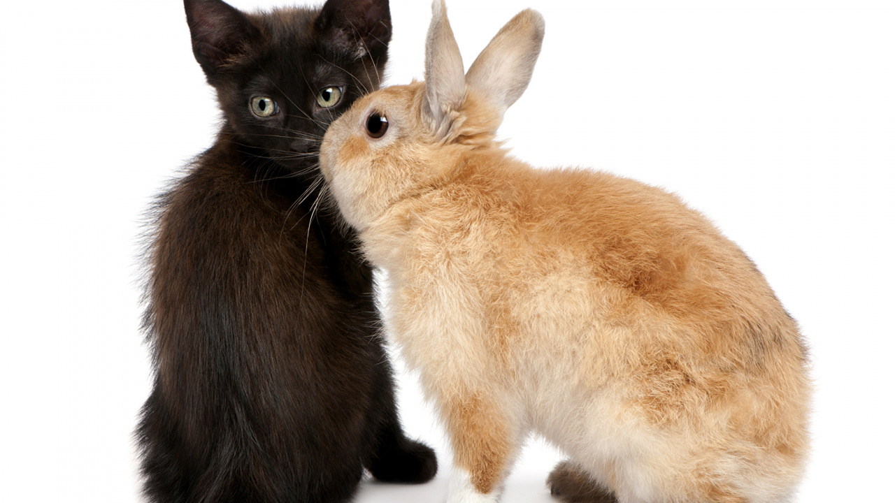 Deux Chatons Bruns et Noirs. Wallpaper in 1280x720 Resolution