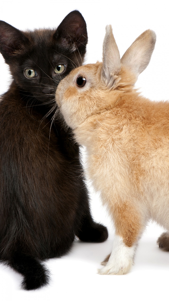 Deux Chatons Bruns et Noirs. Wallpaper in 720x1280 Resolution