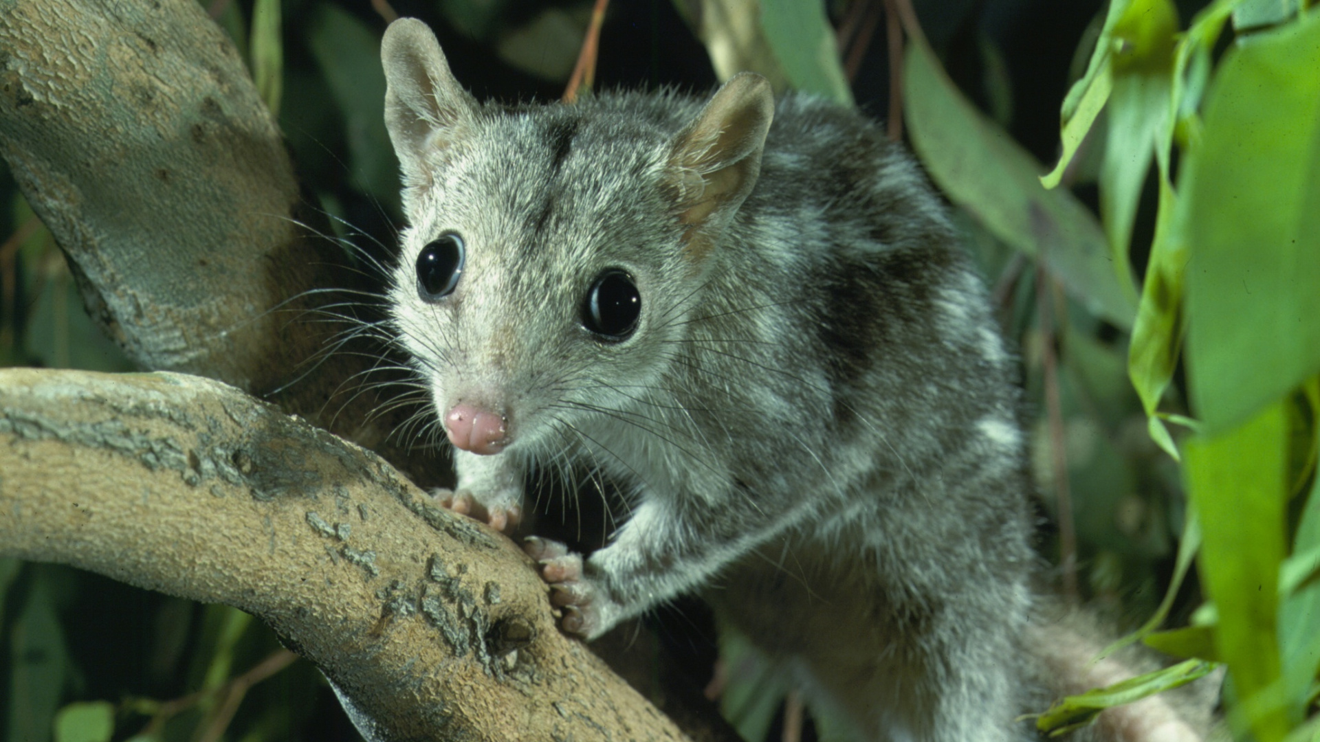 Northern Quoll, Rodent, Whiskers, Terrestrial Animal, Marsupial. Wallpaper in 1920x1080 Resolution