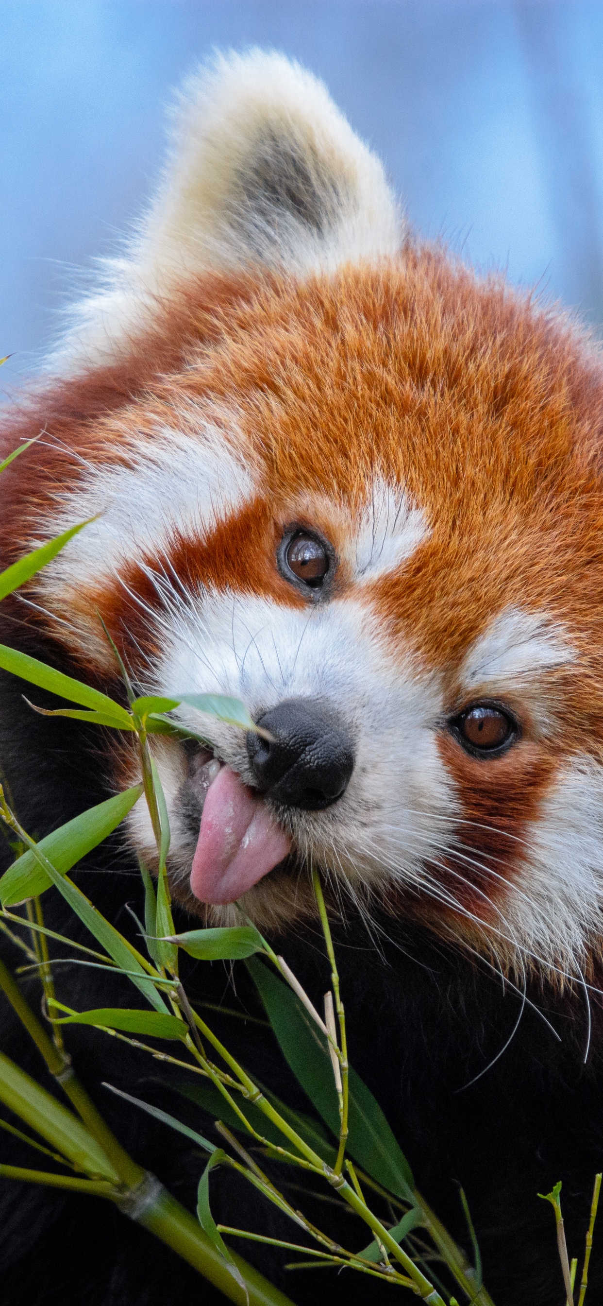 Red Panda on Green Plant During Daytime. Wallpaper in 1242x2688 Resolution