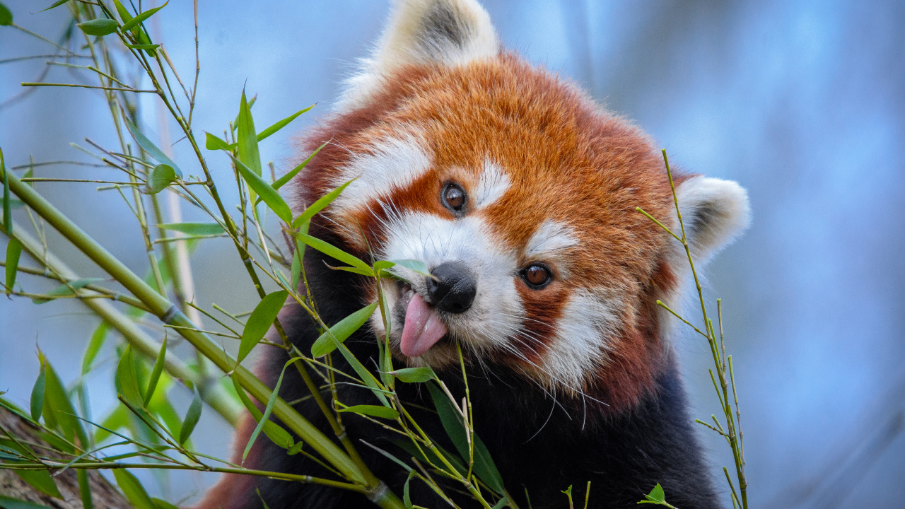 Red Panda on Green Plant During Daytime. Wallpaper in 1280x720 Resolution