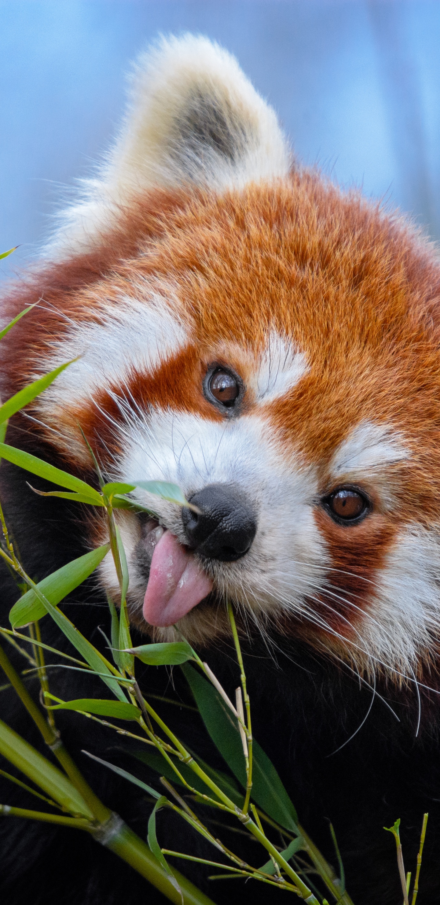 Red Panda on Green Plant During Daytime. Wallpaper in 1440x2960 Resolution