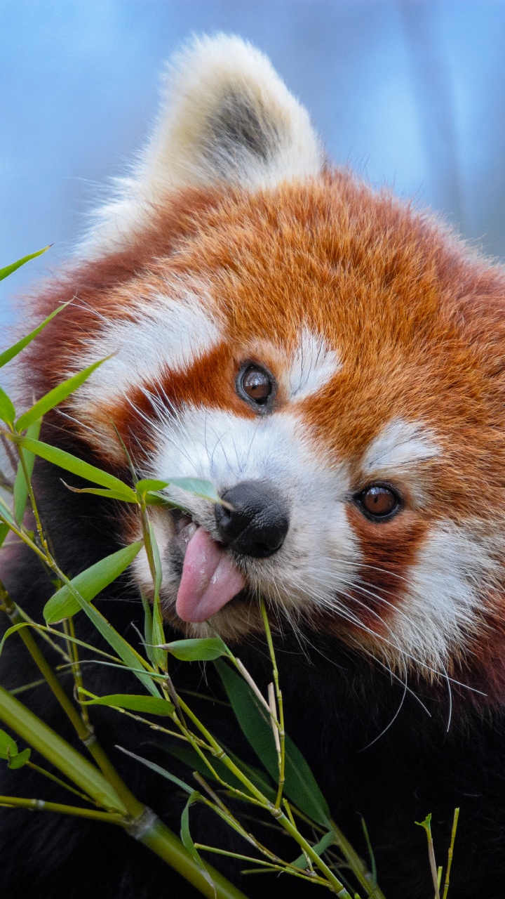 Red Panda on Green Plant During Daytime. Wallpaper in 720x1280 Resolution