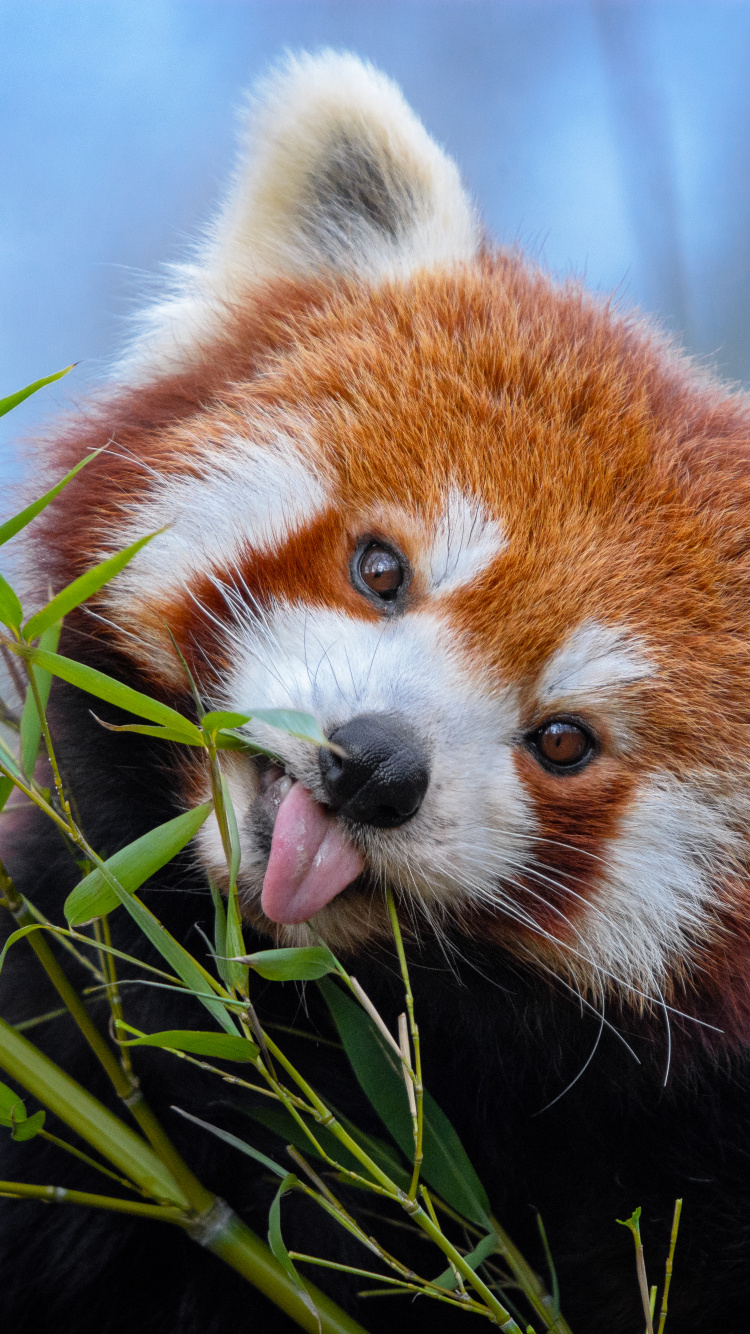 Red Panda on Green Plant During Daytime. Wallpaper in 750x1334 Resolution