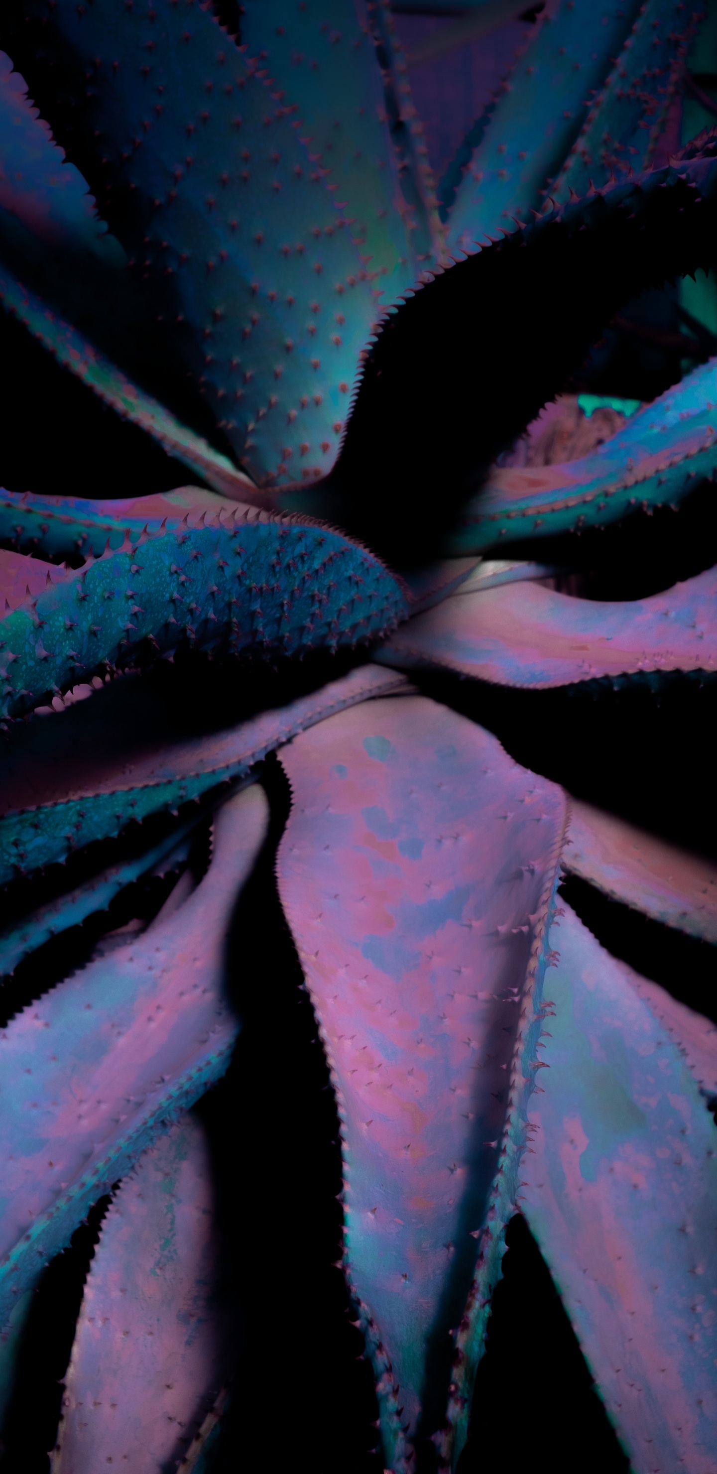 Fermer, Feuille, Plante Succulente, Blue, Purple. Wallpaper in 1440x2960 Resolution