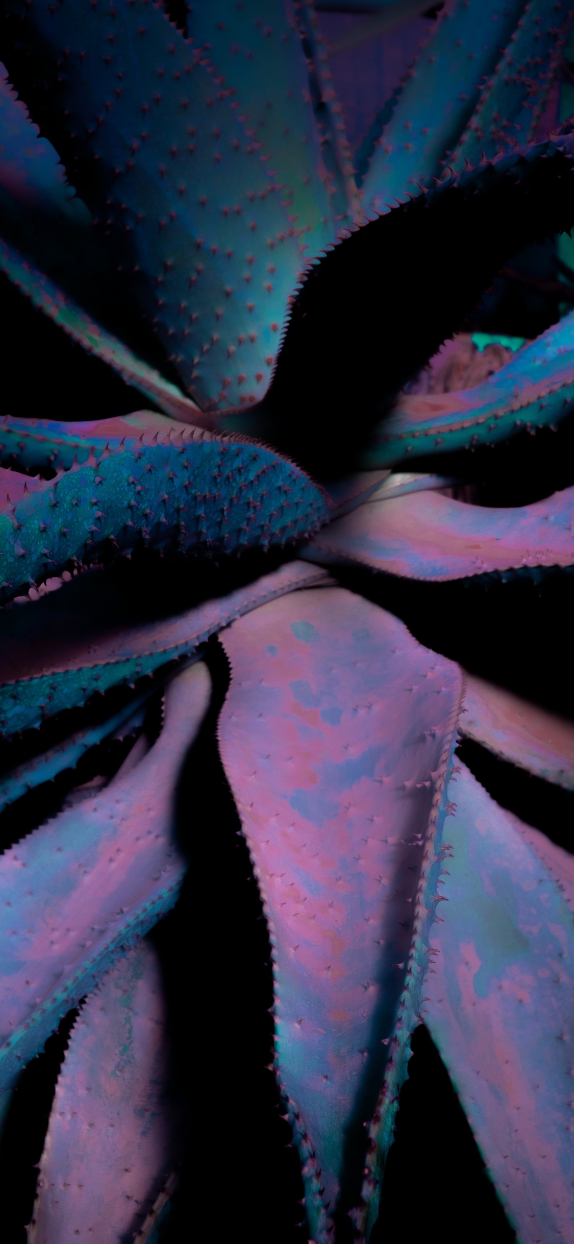 Close Up, Leaf, Succulent Plant, Blue, Flower. Wallpaper in 1125x2436 Resolution