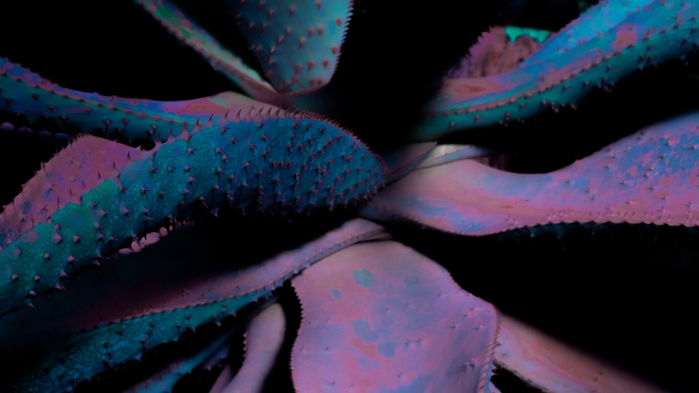 Close Up, Leaf, Succulent Plant, Blue, Flower. Wallpaper in 1366x768 Resolution