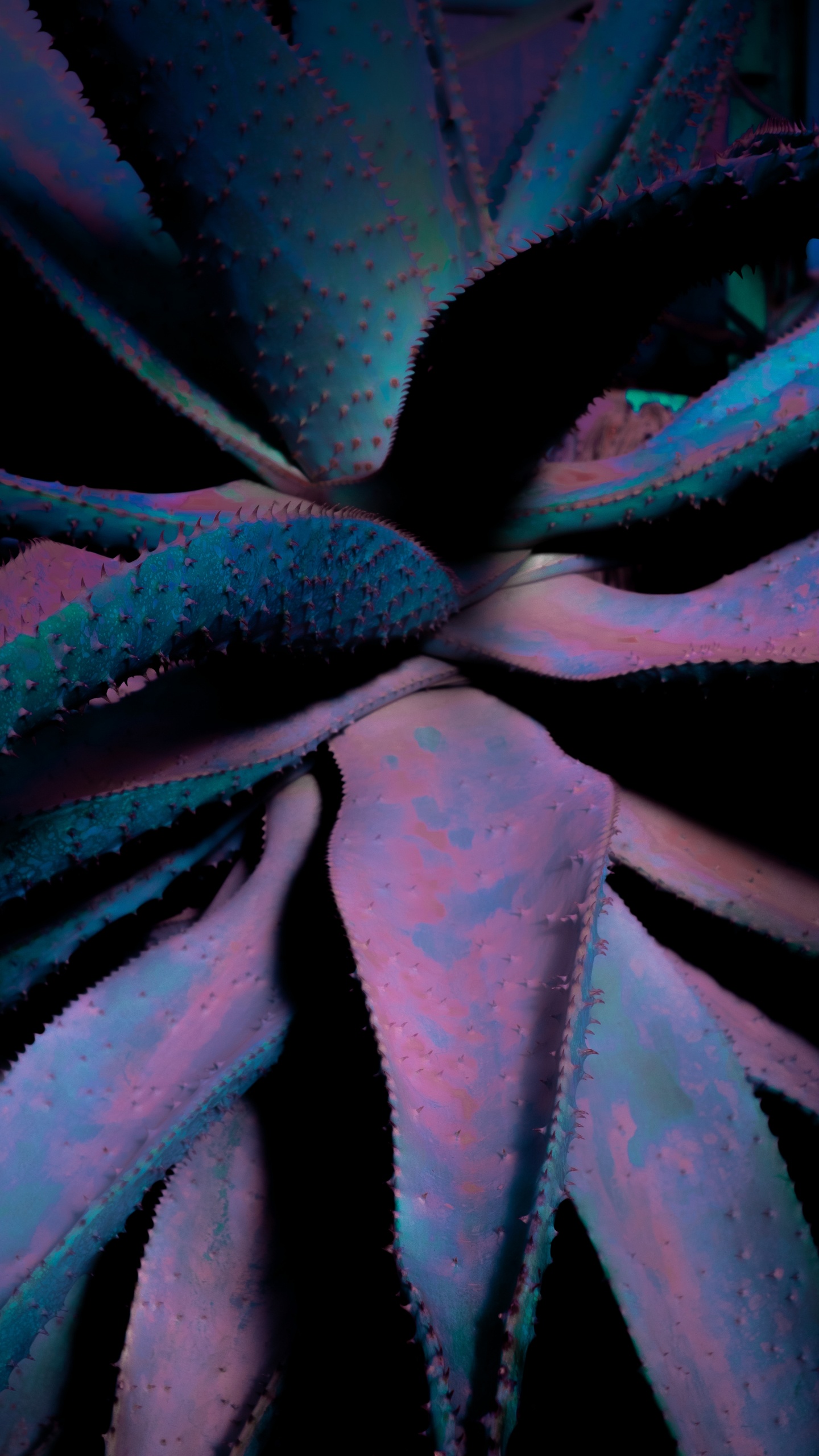 Close Up, Leaf, Succulent Plant, Blue, Flower. Wallpaper in 1440x2560 Resolution