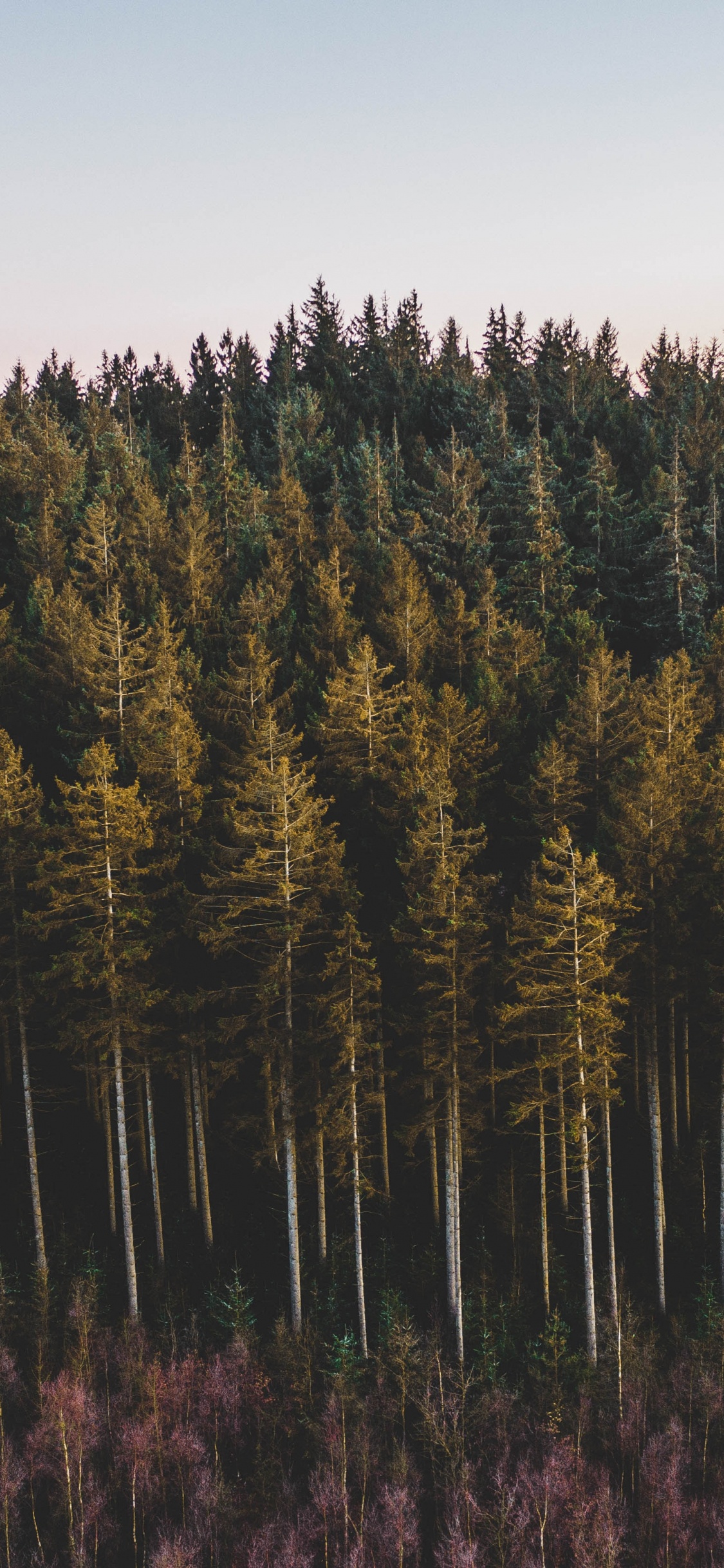 Baum, Wald, Drehkiefer, Natürlichen Umgebung, Wildnis. Wallpaper in 1125x2436 Resolution