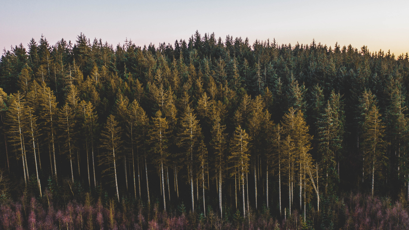 Baum, Wald, Drehkiefer, Natürlichen Umgebung, Wildnis. Wallpaper in 1366x768 Resolution