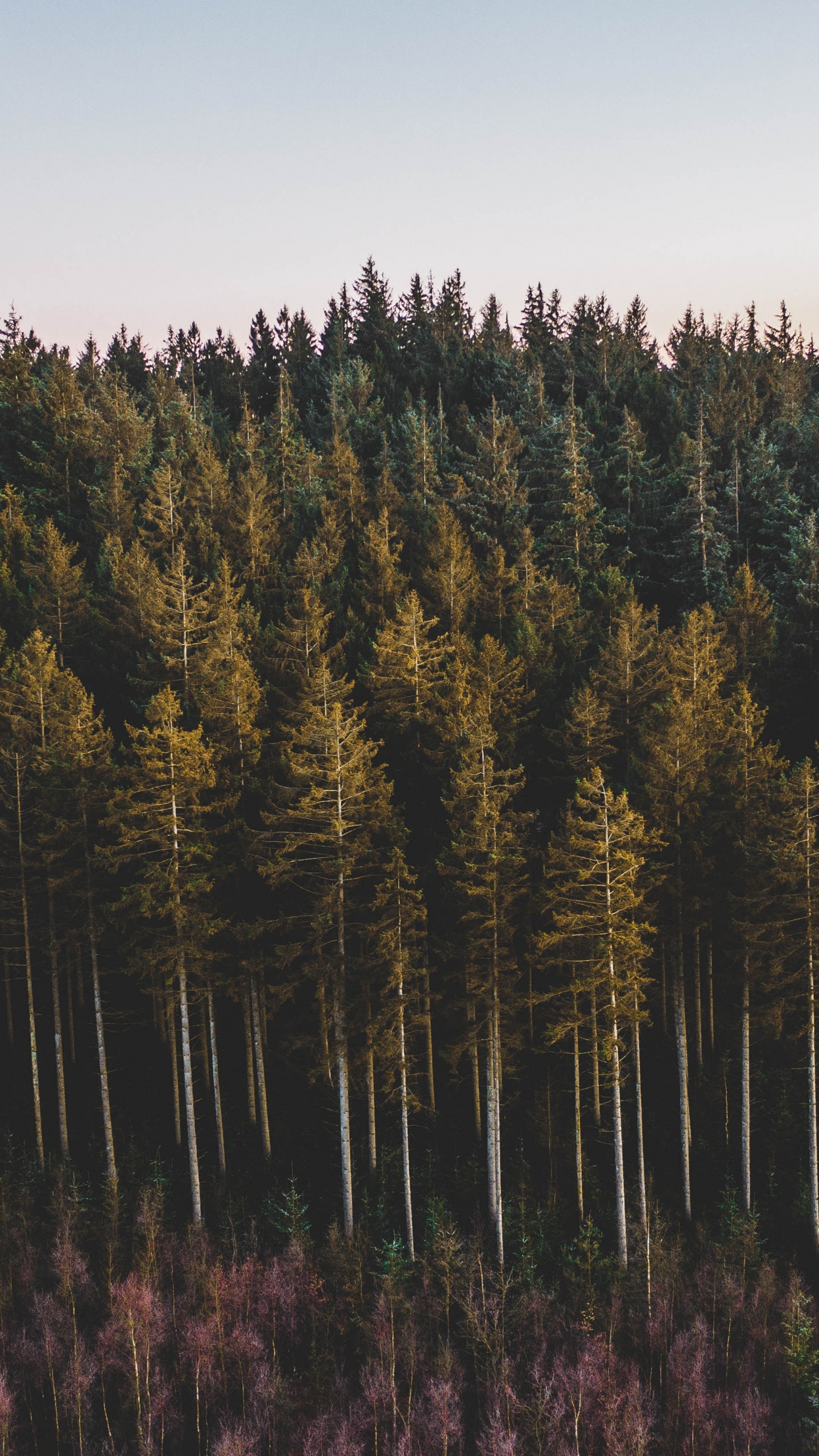 Baum, Wald, Drehkiefer, Natürlichen Umgebung, Wildnis. Wallpaper in 1440x2560 Resolution