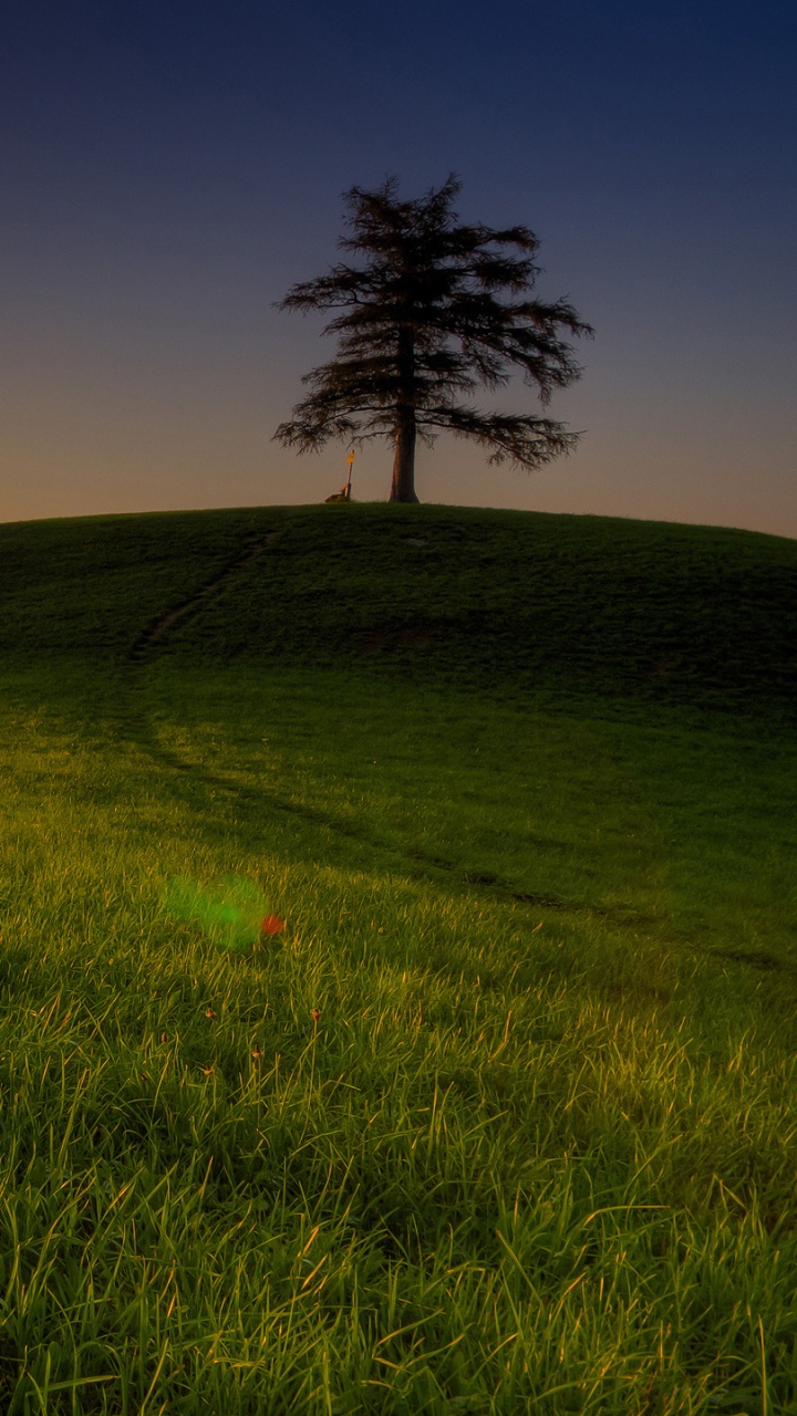 Green Grass Field During Sunset. Wallpaper in 720x1280 Resolution