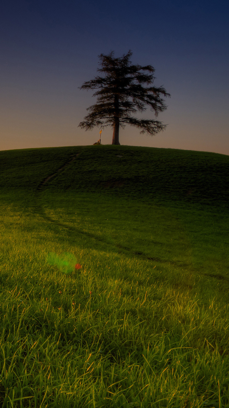 Champ D'herbe Verte Pendant le Coucher du Soleil. Wallpaper in 750x1334 Resolution