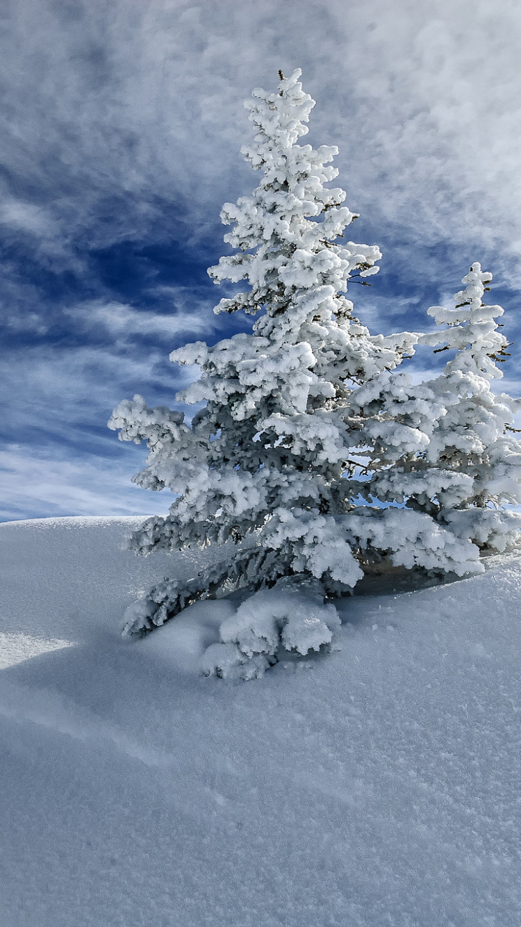 Snow Covered Tree on Snow Covered Field Under Blue Sky and White Clouds During Daytime. Wallpaper in 750x1334 Resolution