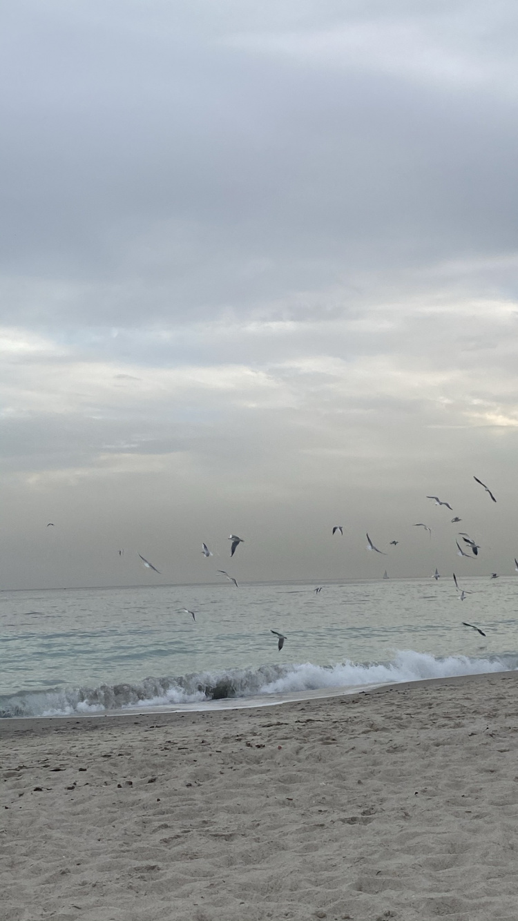 Meer, Gewässer, Flüssigkeit, Natürlichen Umgebung, Vogel. Wallpaper in 750x1334 Resolution