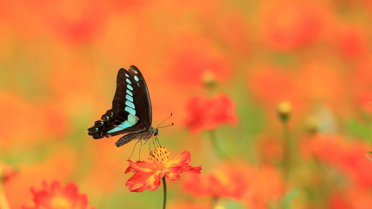 Papillon Noir et Blanc Sur Fleur Rouge. Wallpaper in 1280x720 Resolution