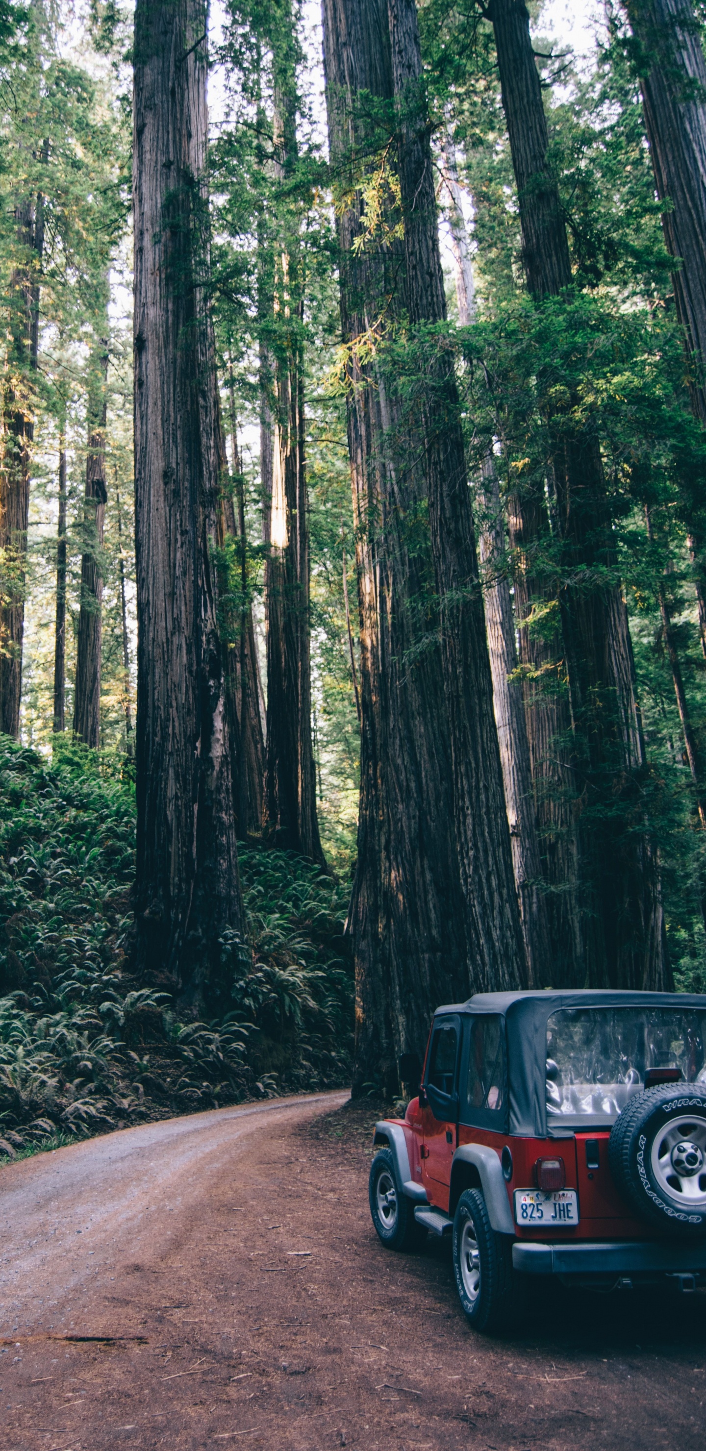 Schwarzes Geländewagen Auf Der Straße Zwischen Bäumen Tagsüber. Wallpaper in 1440x2960 Resolution