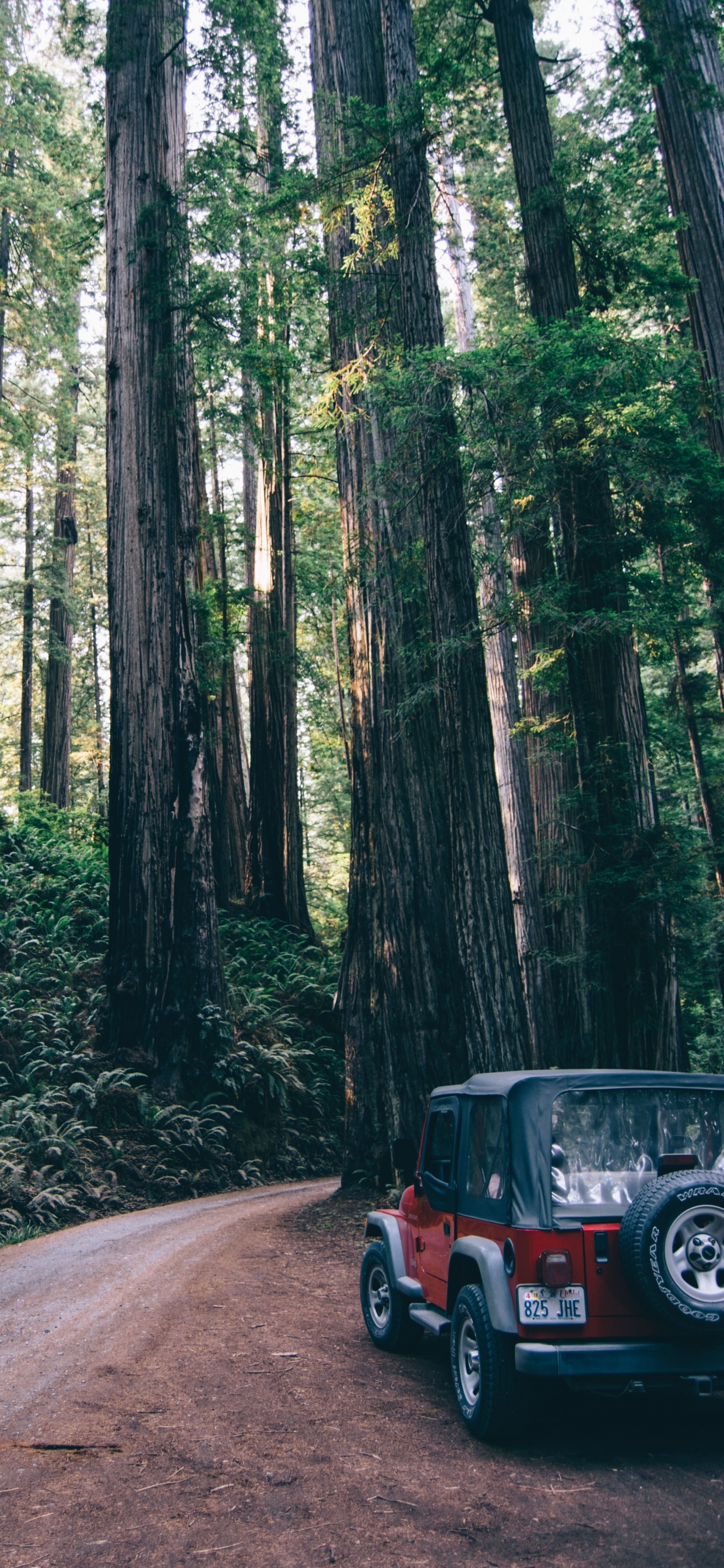 Black Suv on Road in Between Trees During Daytime. Wallpaper in 1242x2688 Resolution